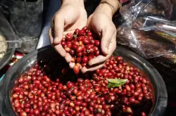 亚洲国家也门咖啡发展、咖啡产区、咖啡品种介绍