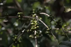 埃塞俄比亚咖啡品种介绍埃塞原生种Heirloom、74/75咖啡品种介绍