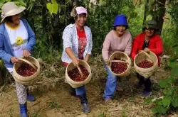 秘鲁卡哈马卡Cajamarca咖啡产区风味特征介绍