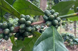 咖啡价格大幅上涨，研究指出Liberica可能是下一个主要咖啡作物