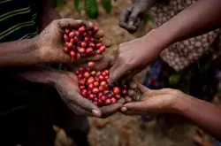 亚洲咖啡产国印度尼西亚咖啡产区、咖啡品种和曼特宁咖啡介绍
