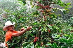 洪都拉斯大批国民移民，咖啡种植业面临劳动力短缺