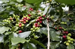 越南咖啡可可协会预计2024年越南咖啡价格继续上涨