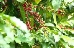 大洋洲洲岛国巴布亚新几内亚咖啡产区、咖啡分级、天堂鸟咖啡介绍