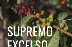 什么是Supremo和Excelso等级？哥伦比亚咖啡生豆分级标准介绍