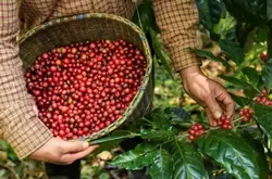 越南咖啡供应开始增加，咖啡价格开始回落