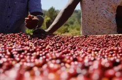 受到天气影响，埃塞俄比亚咖啡将减产超过10%，且价格保持高位