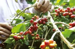 非洲国家乌干达咖啡历史、咖啡产区、咖啡品种介绍