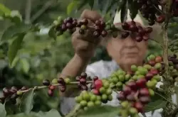 美国农业部发布《咖啡：全球市场和贸易》报告，预计未来咖啡产量