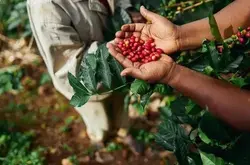巴布亚新几内亚咖啡产区、咖啡品种、天堂鸟咖啡介绍