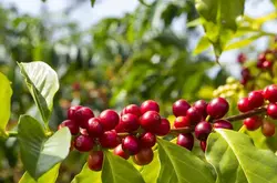 天气影响非洲国家咖啡产量，欧盟新规使进口商难以进口非洲咖啡豆