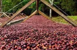 因世界咖啡需求上升，咖啡产国巴西出口量有望大幅提升