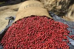 Conab公司预计巴西2024年咖啡产量将增长，将对咖啡市场是好消息