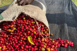 埃塞俄比亚西达摩产区、74158、圣塔维尼咖啡豆介绍