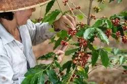 咖啡价格持续上涨，为满足市场需求，雀巢在越南咖啡厂投资1亿美金
