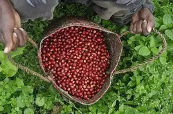 肯尼亚投资60亿资金支持咖啡种植，希望提升产量，并和雨林联盟合作认证达欧盟条例