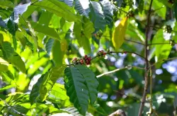 欧盟森林条例对咖啡小农户影响巨大，并可能加剧了不合规咖啡供应破坏市场价格