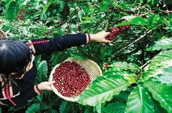 越南咖啡市场危机，罗布斯塔价格持续升高，贸易商破产
