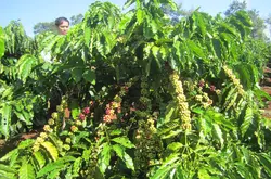 越南咖啡发展史 越南咖啡产区豆种风味特点 经典意式拼配介绍
