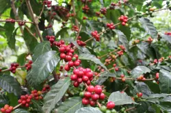 危地马拉咖啡种植、咖啡发展史、咖啡品种、安提瓜产区花神咖啡豆介绍