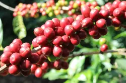 波旁咖啡豆的品种 波旁生产国传播历史故事 波旁咖啡风味描述