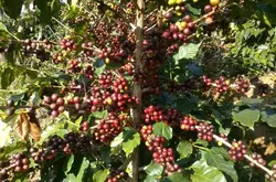 全球咖啡产量增长，阿拉比卡咖啡价格略有下降，罗布斯塔保持高价