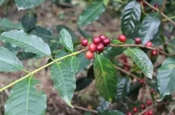 牙买加咖啡发展、蓝山咖啡、牙买加蓝山一号咖啡介绍