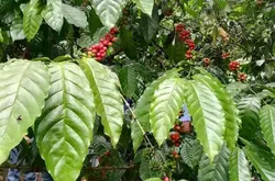 巴拿马运河地区利用咖啡种植帮助治愈森林砍伐、干旱的影响