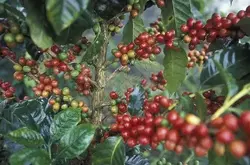 国际咖啡组织ICO发布12月报告：未来产量将会增长
