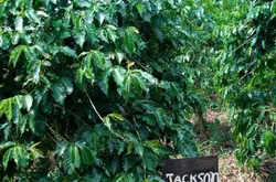 布隆迪咖啡发展、咖啡产区、咖啡品种、双重水洗处理法介绍