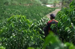 厄瓜多尔咖啡产区特点怎么样 厄瓜多尔咖啡种类是阿拉比卡品种吗？