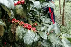 火山爆发，印度尼西亚咖啡溢价上升，供应减少