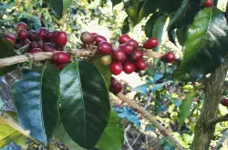 印度尼西亚咖啡产区、苏门答腊产区品种、曼特宁咖啡、湿刨法介绍