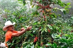 洪都拉斯的咖啡文化 洪都拉斯的咖啡历史 洪都拉斯咖啡豆产区介绍