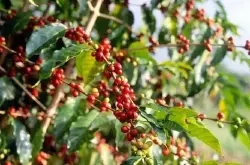 埃塞俄比亚咖啡产区、古吉产区、花魁咖啡发展史、花魁咖啡7.0介绍