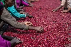 埃塞俄比亚过去6个月咖啡出口超5.7亿美元，承认索马里兰独立以获取港口