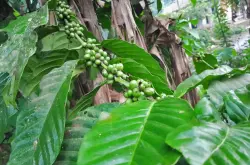印度尼西亚咖啡产量受到恶劣天气条件的影响，今年咖啡产量将暴跌