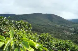哥斯达黎加咖啡种植，塔拉珠产区米拉苏庄园草莓糖介绍