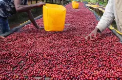 红樱桃计划、埃塞俄比亚耶加雪菲日晒红樱桃咖啡介绍
