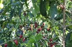 坦桑尼亚咖啡种植，乞力马扎罗山铁皮卡咖啡介绍