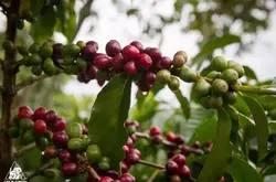 哥伦比亚桑坦德产区，大树庄园玫瑰谷咖啡豆介绍