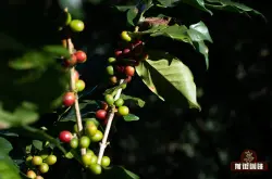 云南咖啡业遭遇成长之困 云南小粒的由来历史与发展
