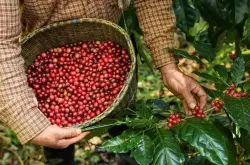 JDE Peet’s皮爷咖啡与Enveritas合作全球无森林砍伐计划将在四个咖啡产国实行