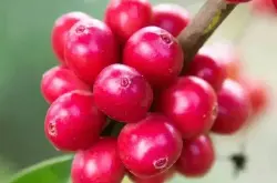 埃塞俄比亚咖啡豆｜红标金标戈里瑰夏 瑰夏村咖啡豆分级品种介绍
