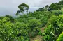 哥伦比亚咖啡豆｜蕙兰产区分界线庄园希爪咖啡豆介绍