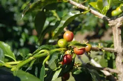 哥斯达黎加产量减少，咖啡出口下降近30%