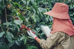 越南生产商拒绝提供咖啡，寻求重新谈判合同