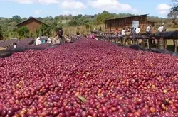 非洲咖啡协会官员敦促贸易商特殊处理法咖啡出口，应减少出口传统处理法的咖啡