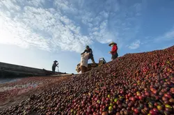 咖啡价格保持高位，越南咖啡价格再次突破纪录