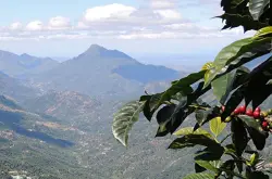 危地马拉咖啡发展、新东方产区、瑰夏品种、新东方瑰夏咖啡豆介绍